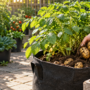 Fresh potatoes being harvested from a fabric grow bag on a patio