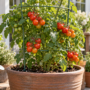 Cherry tomatoes growing in a large patio container with support cage